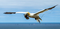 Northern gannets on Helgoland